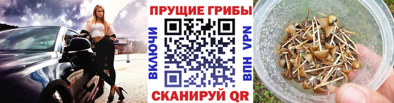 Галлюциногенные грибы Psilocybe  Красноуральск 